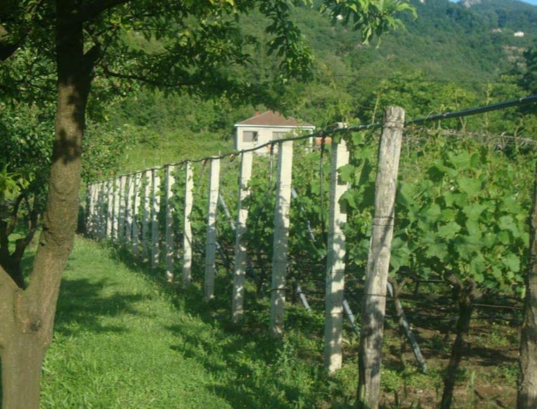 Studio And Winery Kalimut Virpazar Dış mekan fotoğraf